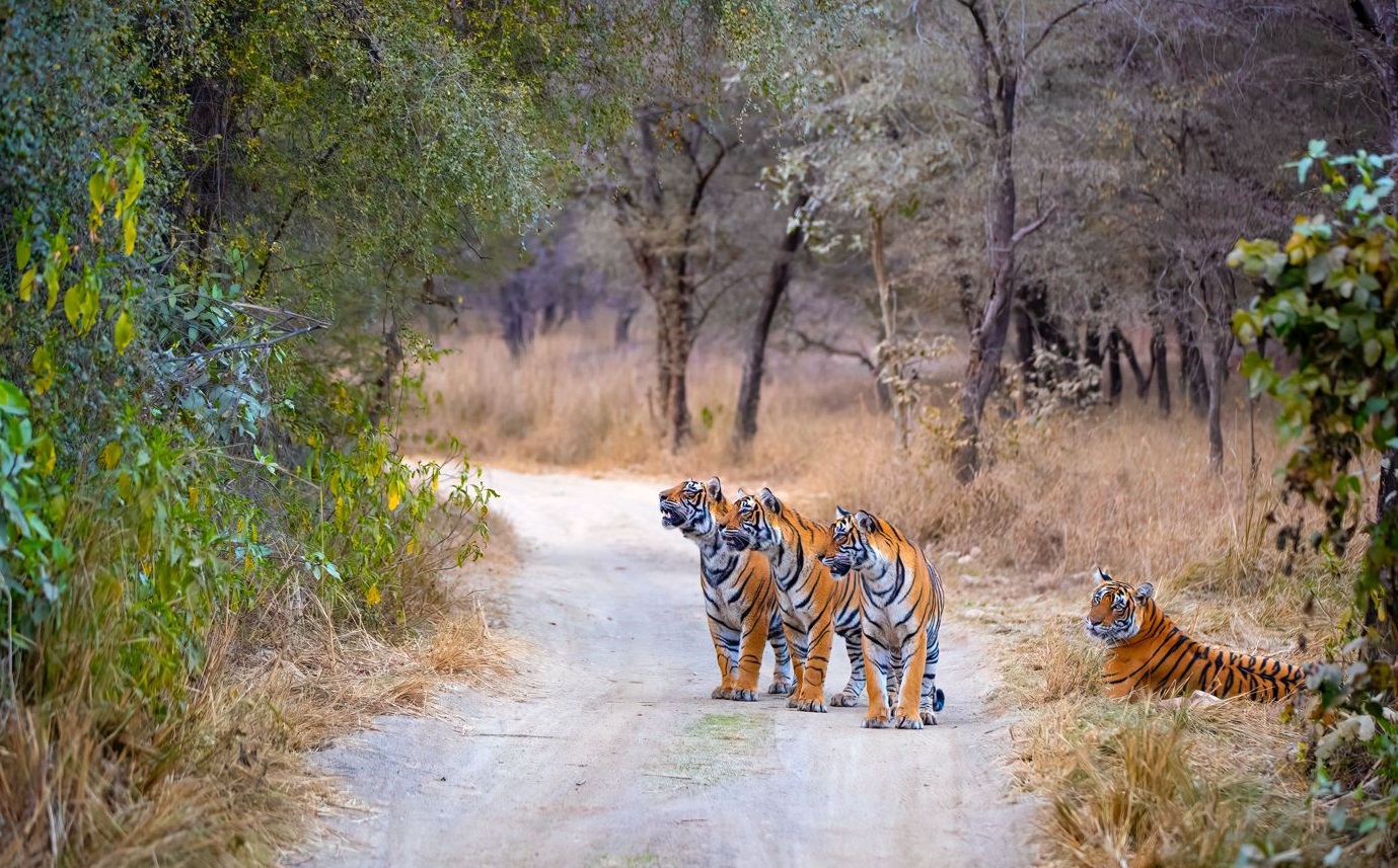 Tigers in Ranthambore National Park